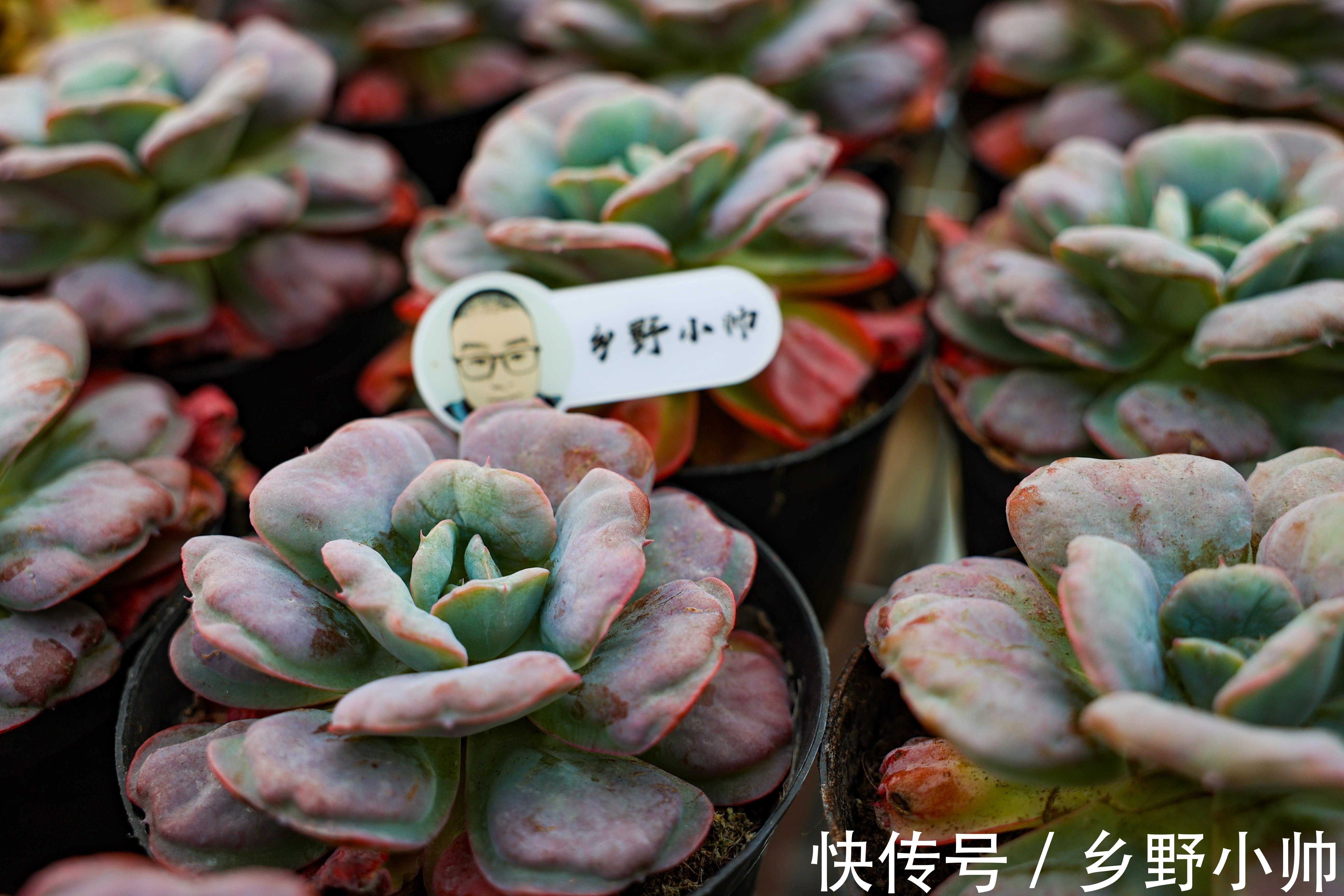 买回来的多肉，我不修根直接上盆行不行？并不是这样