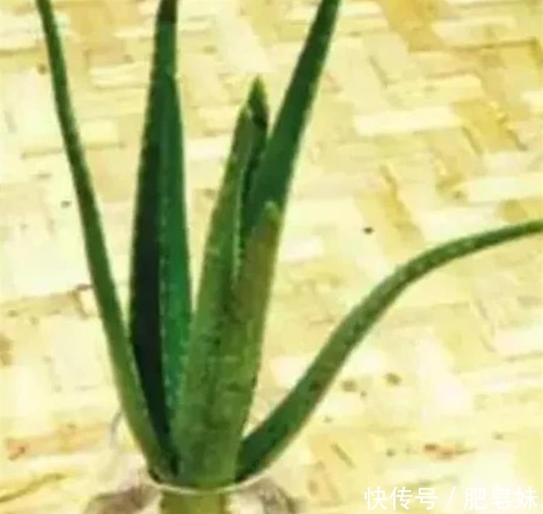 水培多肉|多肉还可水培?多肉土培转水培,快速生根方法全在这儿~