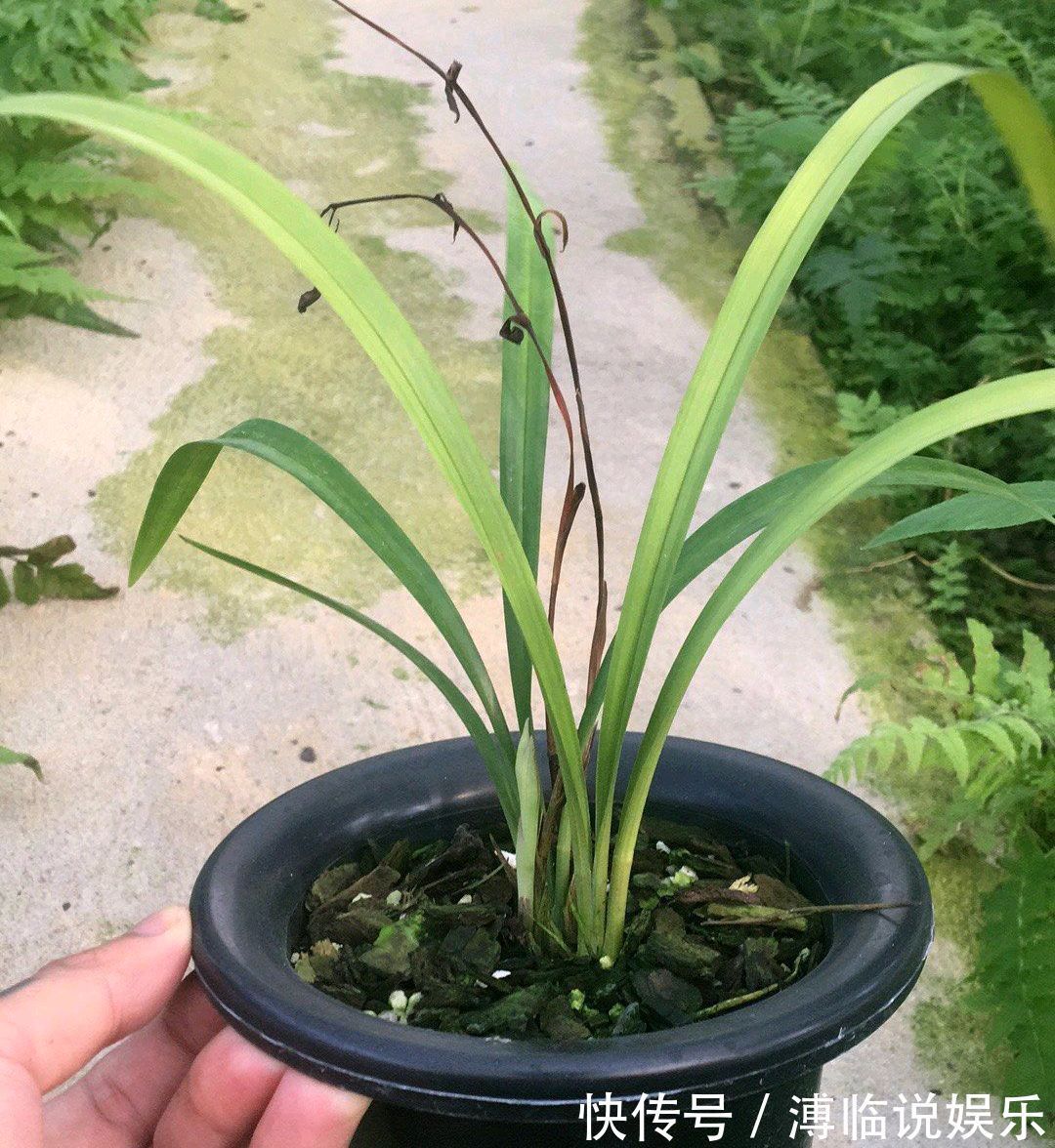 水晶头|花300块买的建兰夏皇梅开花了，虽然只有一箭，不过好美好香哦