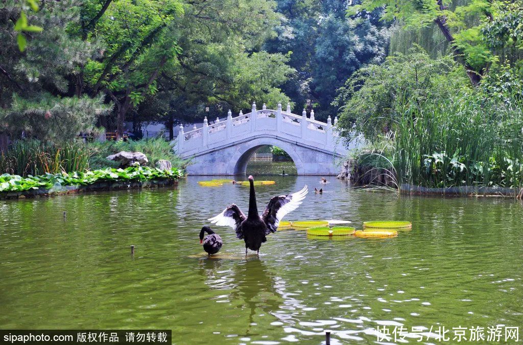 小桥流水|免费！隐藏在闹市中的“江南园林”，低调精致！