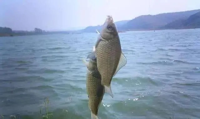 秋季廉价鲫鱼窝，却是最好的聚鱼窝料，这五样东西混合就行