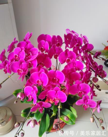 公认难养的3种花,老花匠都后悔了,买一盆死一盆,新手慎养