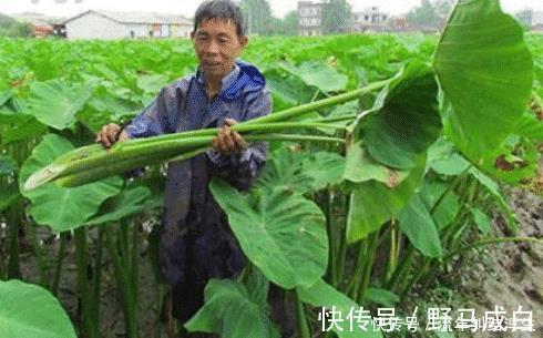 酸菜|原产自我国，曾是农民的救命粮，叶梗腌酸菜是一绝，不知道可惜了