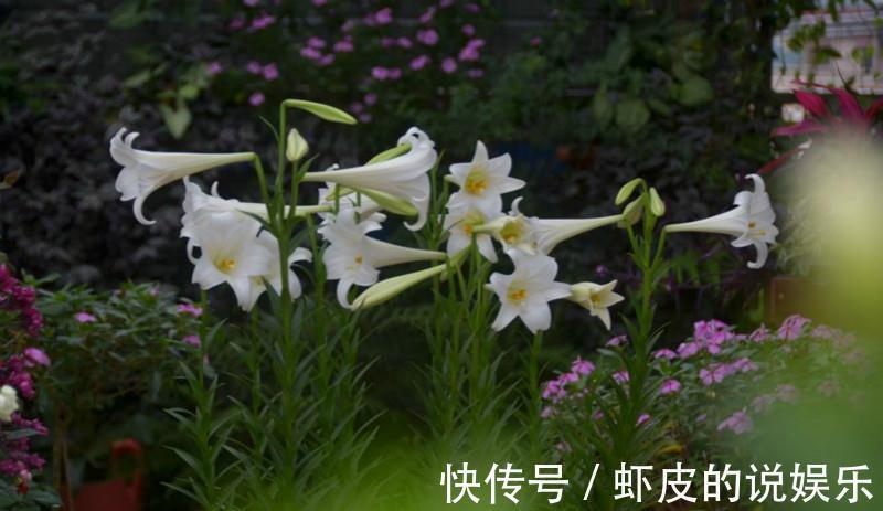 此5种花,整个冬天不浇水都旱不死,一浇就全完