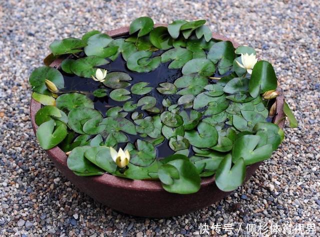 睡莲叶子老是烂,水里长虫,怎么促进开花?这些问题都统一回答了