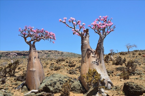 开花|6种漂亮花，都有“大肚子”，吸一次水一个月不浇，天热狂开花