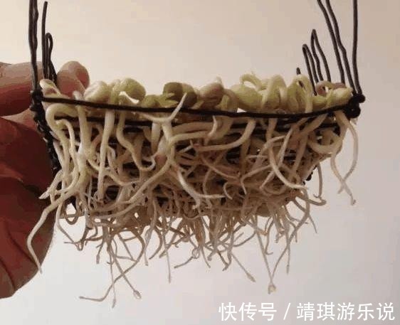绿豆|玻璃瓶里撒把绿豆, 长出盆小森林!