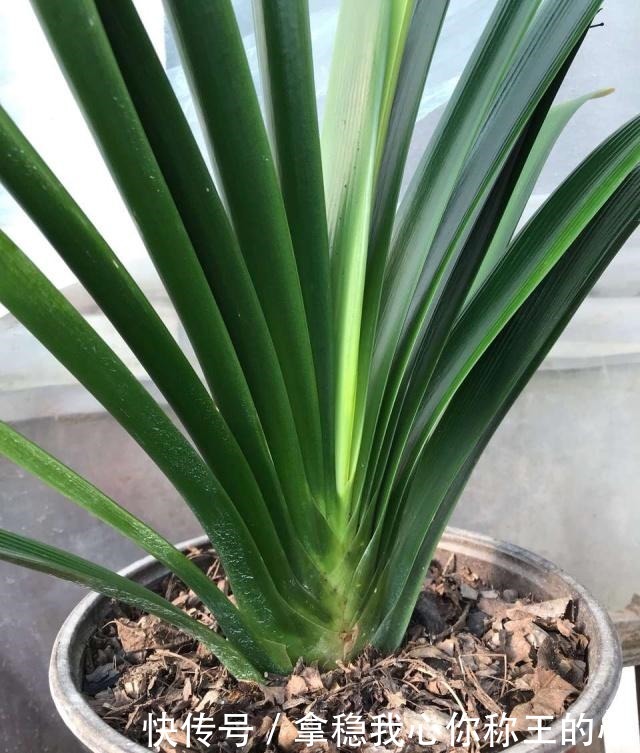 君子兰“度夏”很关键,记住“1要、2不要”,十月睡醒就疯长!