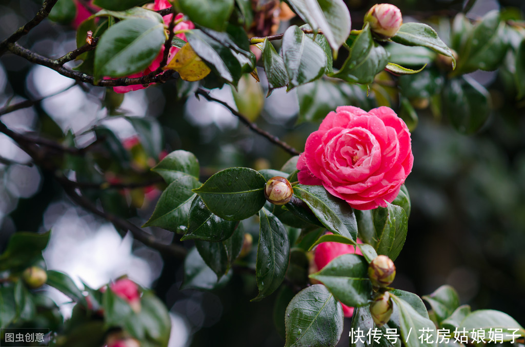 枝条|适合6月里扦插的6种花，插到纸杯里就生根，1根枝条就能成活