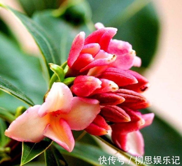 4种花卉,开花喜庆又好养,适合新手养,满屋飘香