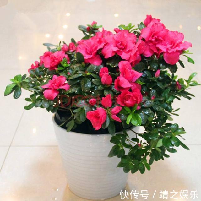 杜鹃花怎么养都养不活没关系，注意以下5点就够了