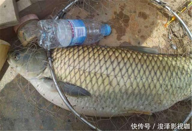 蜂蜜|钓鱼人用枸杞来钓鱼,网友表示成本太高,钓鱼人关键是有效!