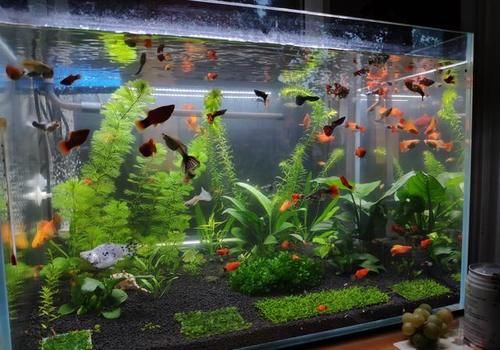  碳酸钙|怎样清除鱼缸内壁上的水垢？