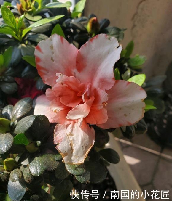 花市的杜鹃开得正艳，买盆回家养，养的时候注意，小心掉叶子