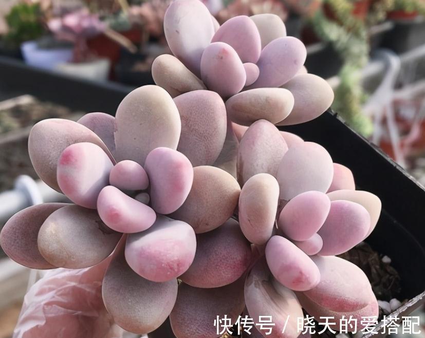 渐入深秋，多肉盆栽不能再搁置在这几个地方了