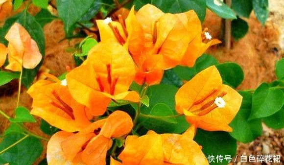 喜欢菊花，不如养盆“三角梅”，盛开的花盆，绚丽多姿