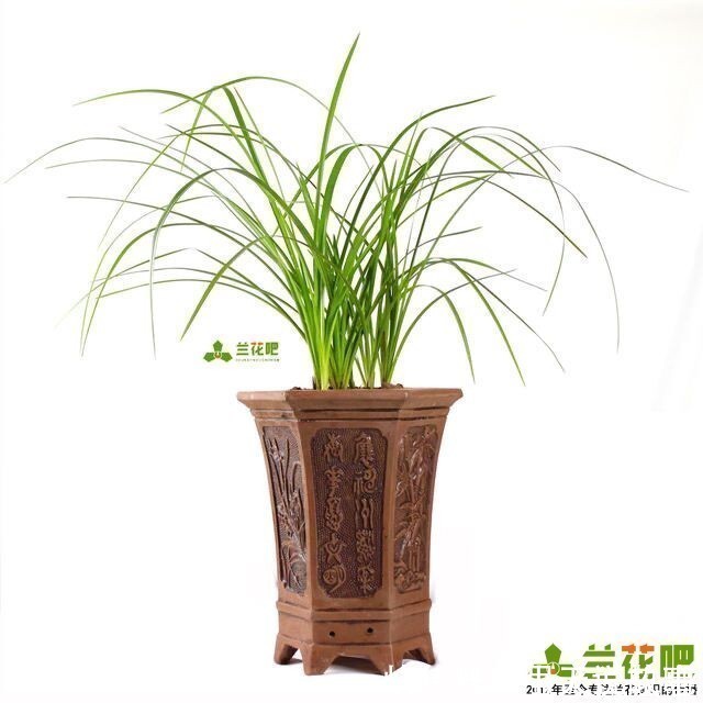 兰性|把兰花养好,能提升兴趣和动力,变成以兰养人