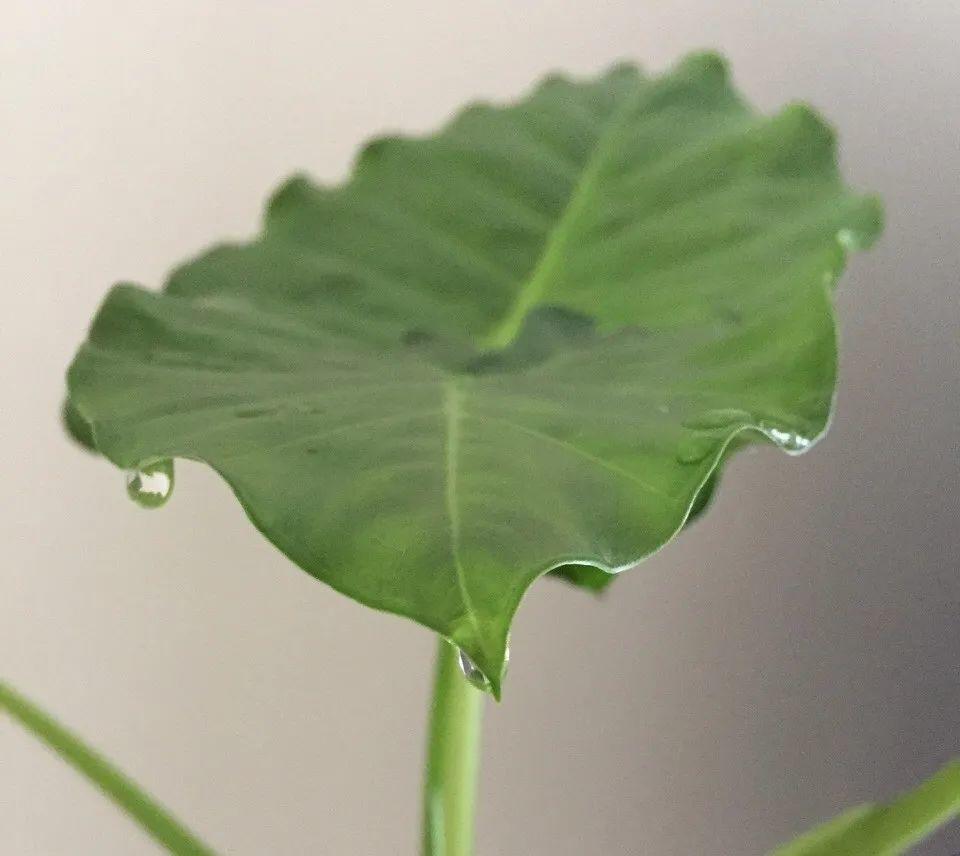花叶子噗噗冒水珠,恭喜你,把花养灵了!
