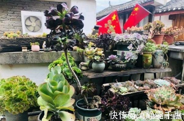 普货|她养多肉,专选“大普货”,养成独特“怪老桩”,大家都夸赞!