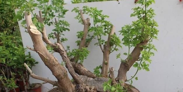 乡下一种“柴火木”,年年砍不绝,如今做成高档盆景,很受人欢迎