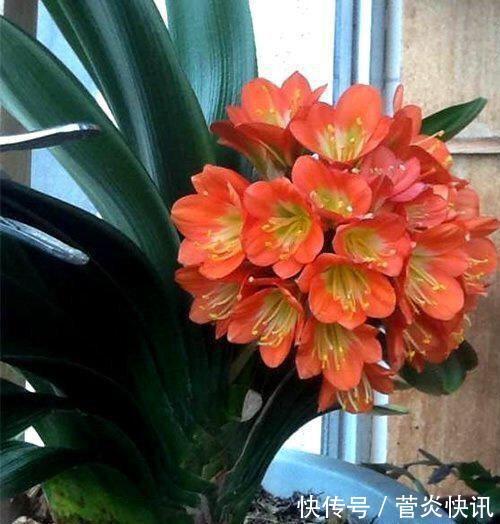 秋天养君子兰，盆土里加点它，叶片蹭蹭长爆盆，一盆开花30朵