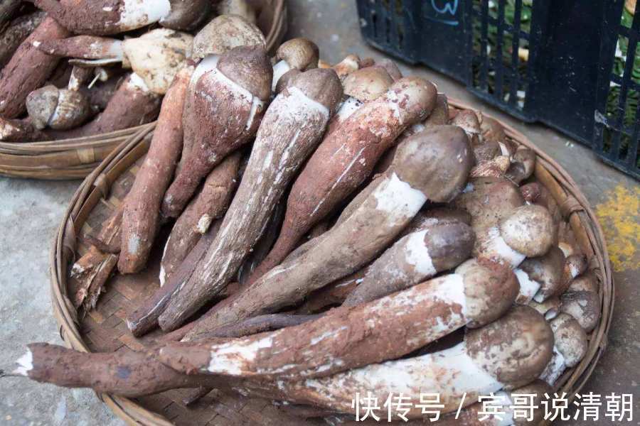 氨基酸|有种野菜本是割来喂猪,有钱人都爱吃,营养贼高