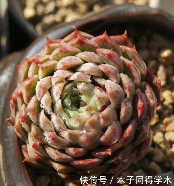 陶土|多肉不晒太阳，叶子就没有状态，夏天放在室外，20天晒的红彤彤