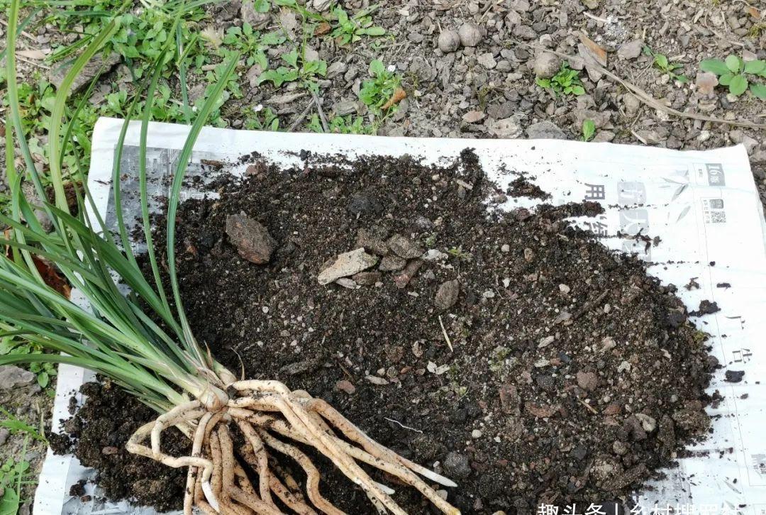 养兰花最怕什么?兰友只知其一却不知其二,怪不得养几年不开花