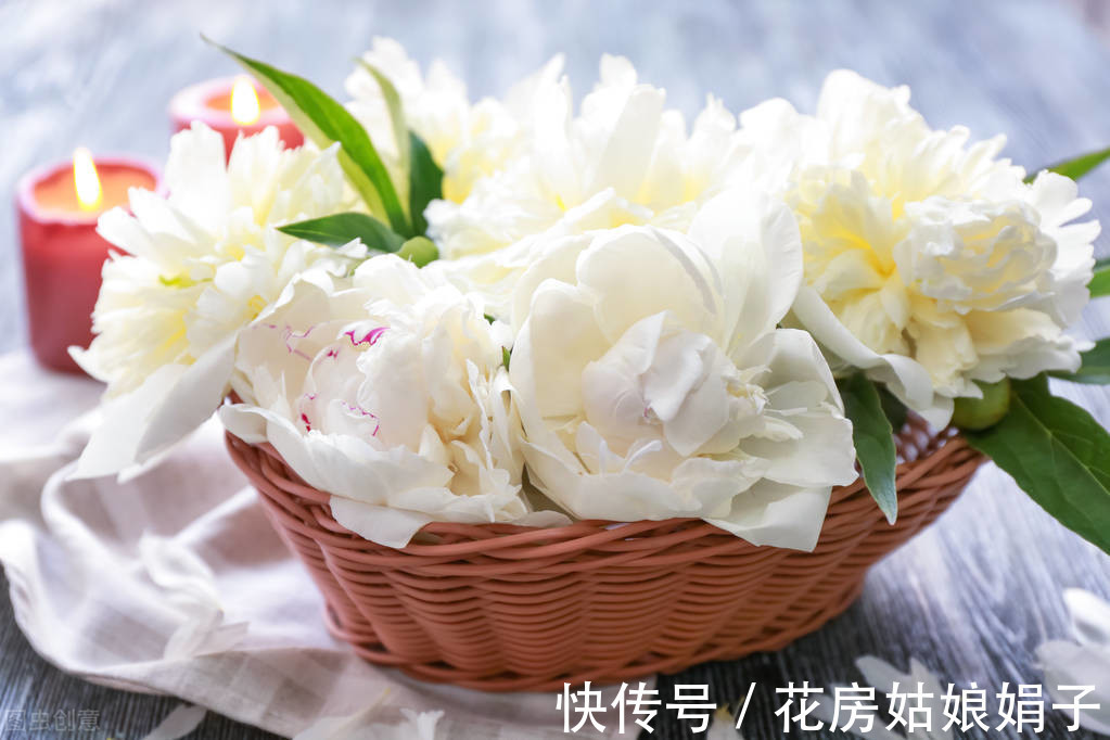 花卉|家居养花,有“2不养、3必养”,养对了,对家居生活才有益处