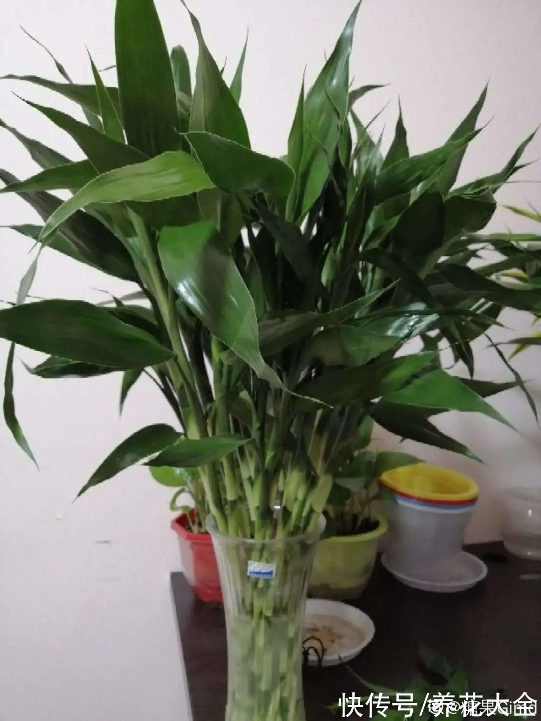 10种“怕晒花”,越晒死越快,半阴地儿反倒长得旺