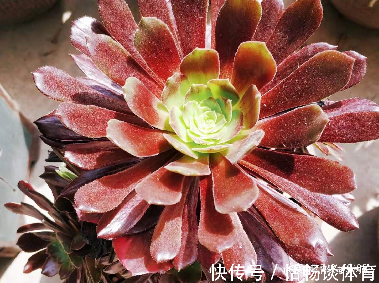 春夏之交带锦|春夏之交带锦的法师还可以露养吗?当然可以,不过要注意养护细节