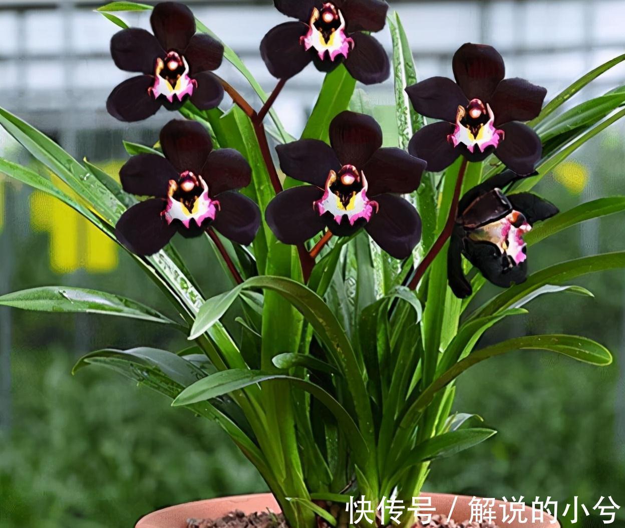墨兰|老花匠都在养的兰花,花色神秘,意境高雅,兰香浓郁,值得拥有