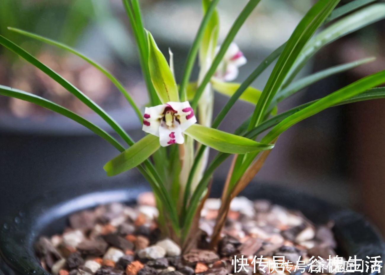 兰花总“焦尖”怎么办？通过“2点”分析，找到原因才能叶子油绿