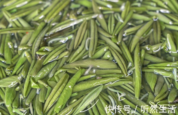鱼腥草|66种野菜大图片，带你见识不同的野菜和吃法，你想要的野菜这里有