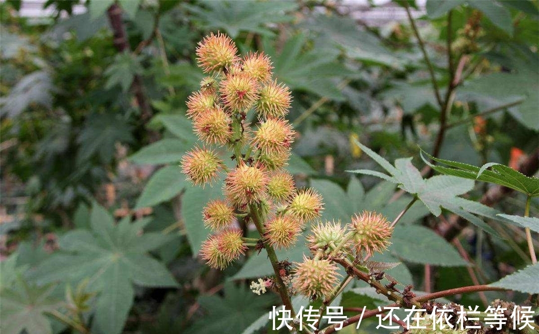 毒药|农村常见的蓖麻,却是暗杀界完美毒药,很多人小时候吃过玩过