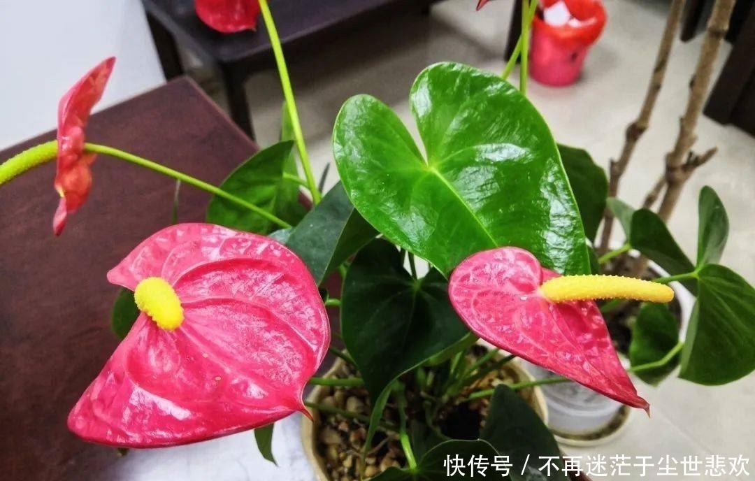 客厅花草别乱养,过年摆上这6种,添喜又添吉