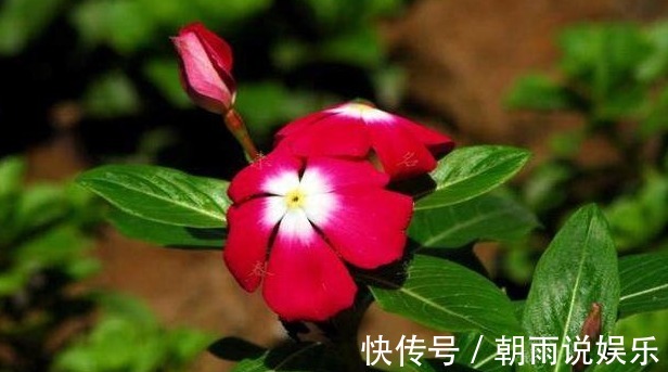 枝条|这6种漂亮的盆栽植物,原来不用花钱买,后悔现在才知道!