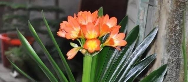 养客厅|能“镇宅”的3种花，养客厅最合适，有“旺财运”的寓意，也好养