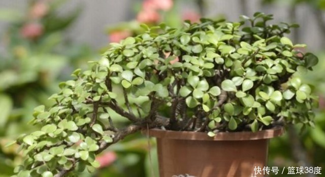 养金枝玉叶不能懒,耐心掌握4个“要点”,快速养成高颜值盆景