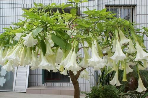 野外多见全株有剧毒,村民却喜欢将其种在家中,这是为何呢?