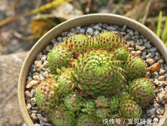 最合适|4种花“不怕冻”,冬天下雪会更美,养护也简单,北方养最合适