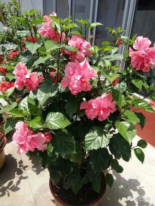 老花农告诉你,这5种花是“开花机器”,摆在室内,四季常开花