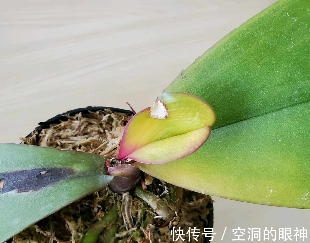 沾水就会黄叶、烂花苞的8种花,空气再干也别“喷水”