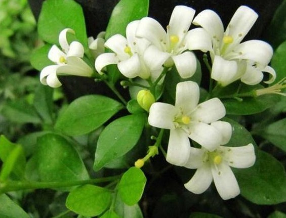 几种花用“小盆”养，花开花谢一茬一茬不断，天天享受花海