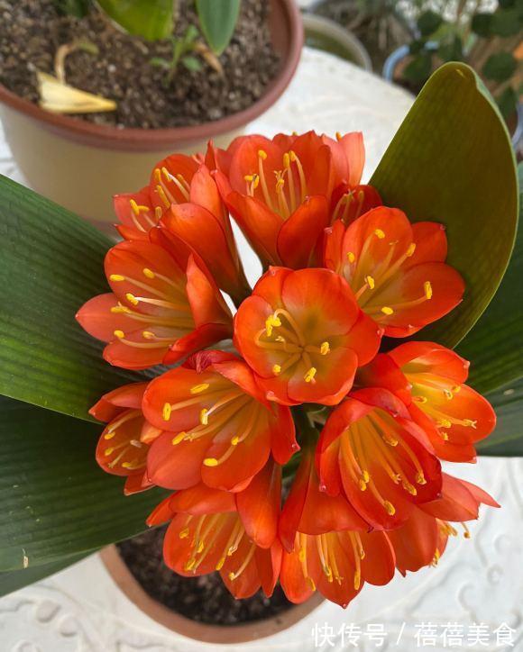 君子兰不开花，做好这5点，花箭呼呼往外窜，冬天就能开花