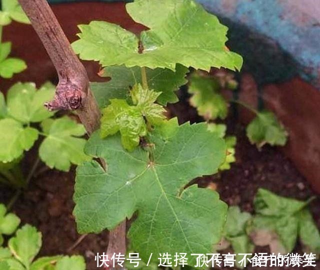 葡萄藤|老爸挖回一段“怪老藤”，养了小一年，爬到窗沿，挂了满墙果！