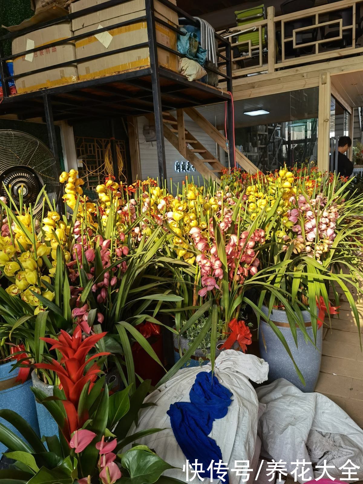 新手养花常常忽略“4件事”，要抓紧改正，才能养好花