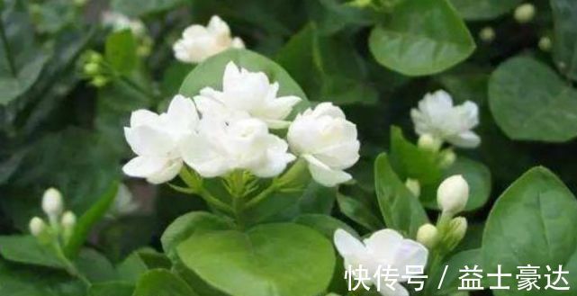 牡丹吊兰|“3种花”养家里,好养又漂亮,炒菜泡茶又养人,第三种厉害了