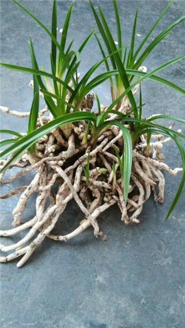 玉米全身是宝，用来养兰花，根系雪白粗壮，抽芽多，开花盛！