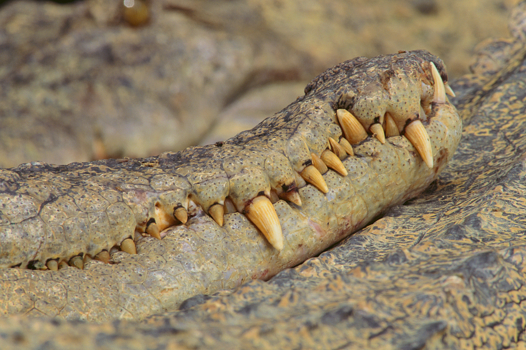 箭牌口香糖|33个冷知识真实存在于这个多彩的世界,特别是第十五个